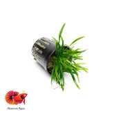 Cryptocoryne Lucens